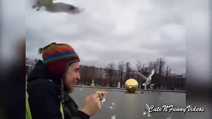 Merienda en la marcha. Gaviotas blancas comen con él en vuelo