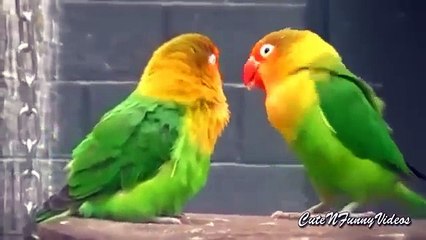 Reconocimiento de las Aves. Declaración loro divertido del amor