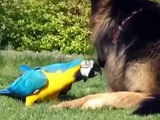 Perro y Macaw jugando con un palo. Perro divertido y el loro