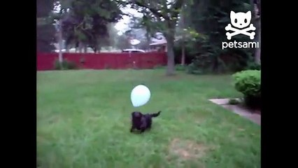 Perro y un globo. Divertido perro juega con el globo