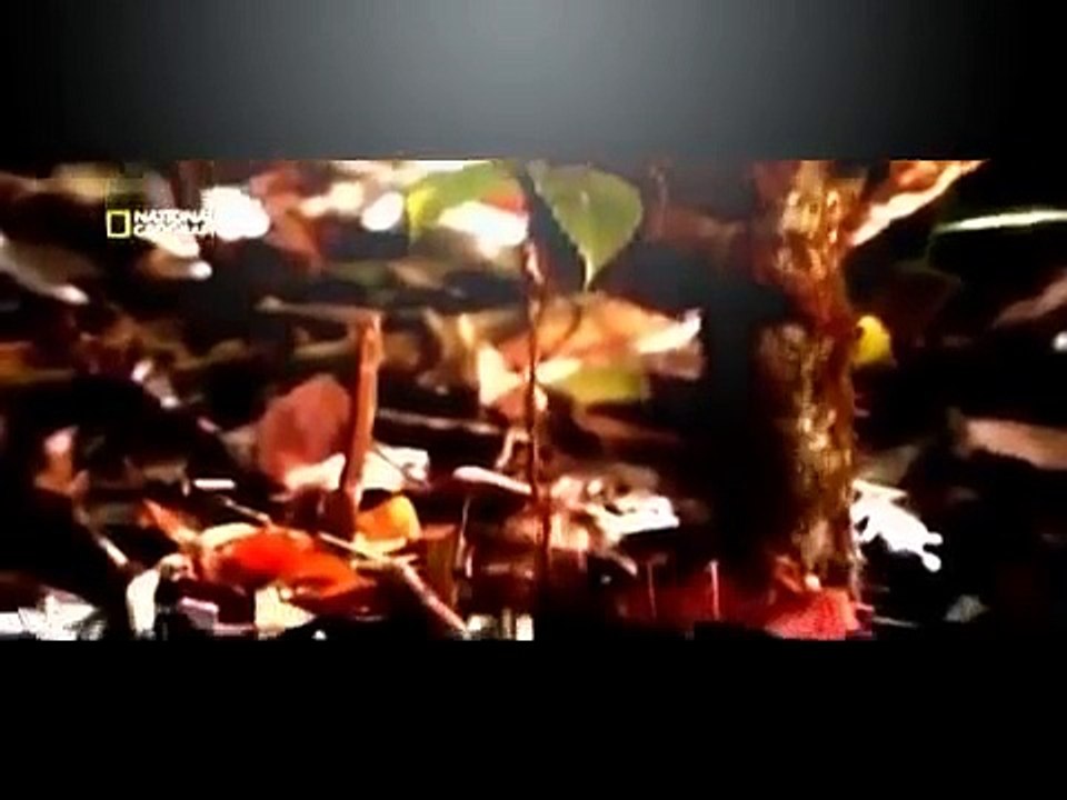 Documental Insectos Mortales | Documentales National Geographic