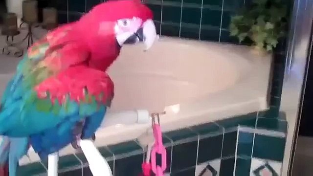 Araras são lavados debaixo do chuveiro. Papagaios engraçados amam a água