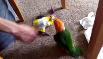 Papagaios são divertidos de jogar. Papagaios engraçados lovebirds