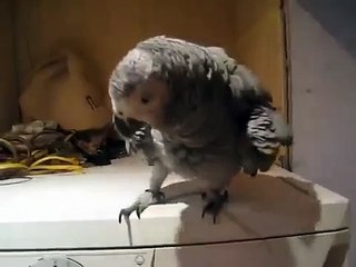Papagaio cinzento em uma máquina de lavar. Papagaio engraçado saltos e batidas com seu bico