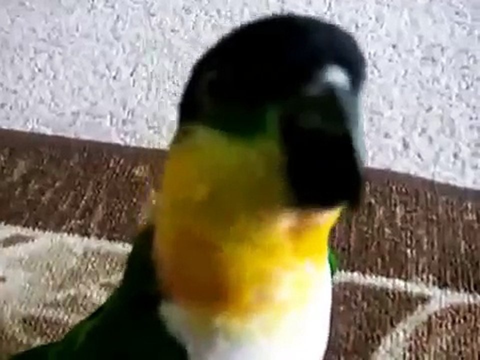 Parrot e ponteiro laser. Black-headed papagaio caique joga com o laser