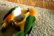 Esporte papagaios Caiques. papagaios engraçados