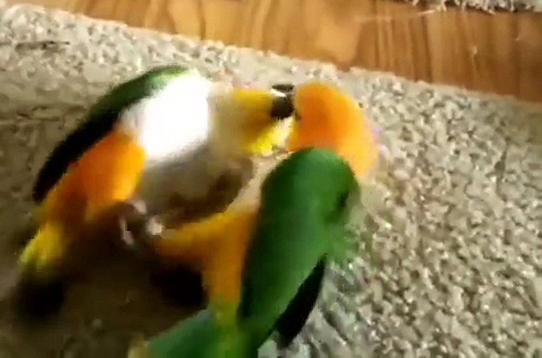 Esporte papagaios Caiques. papagaios engraçados