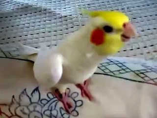 Assobios bonitos do papagaio. papagaio engraçado