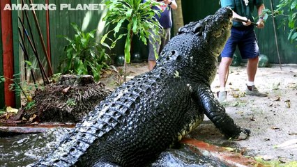 World’s Largest Crocodile Captured by American Hunters