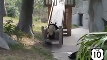 Pandas também gostam de se divertir. Passeio engraçado panda na montanha-russa