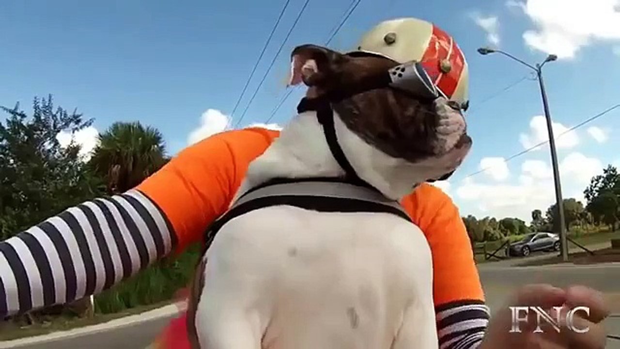 Os passageiros em duas rodas. Passeio cão engraçada sobre o transporte de duas rodas