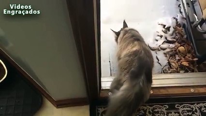 A primeira neve e gatos. Gatos engraçados jogar na primeira neve