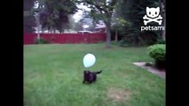 Cão e um balão. Cão engraçado que joga com balão
