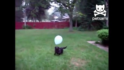Cão e um balão. Cão engraçado que joga com balão