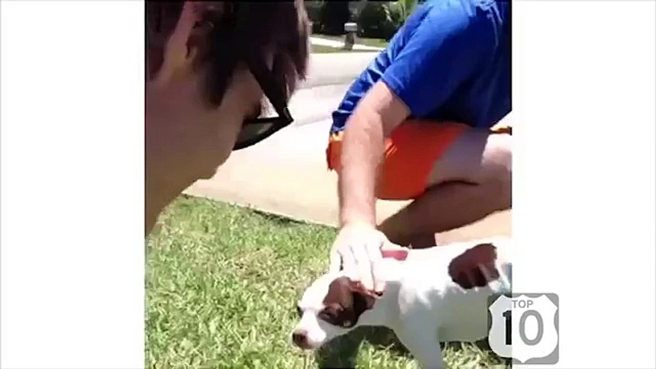 Cão e cães positivos. Cães engraçados animar