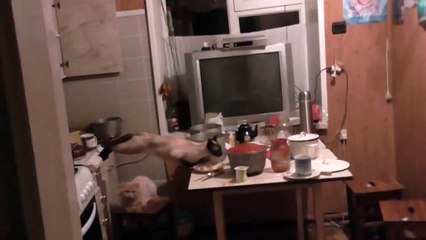 Оригинальный способ воровать еду