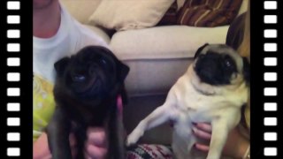 PUGS PHOTO BOOTH