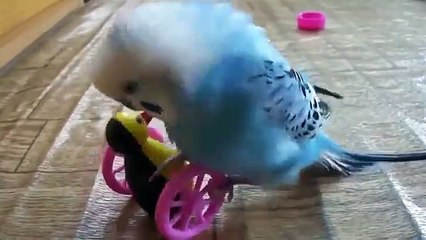 Parrot joue et communique avec un jouet. drôle perroquet