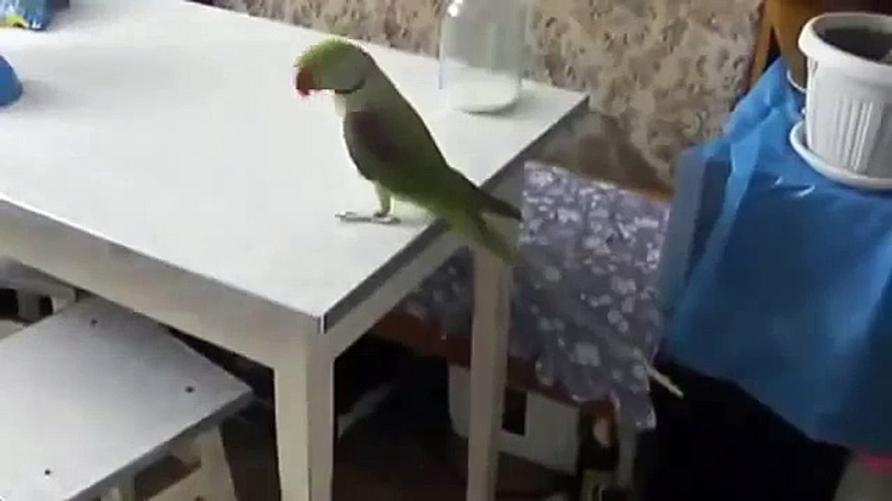 Parrot joue avec un chat avec sa longue queue. Un chat et un perroquet