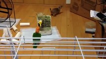 Parrot jouer avec gopher. Drôle écureuil et un perroquet