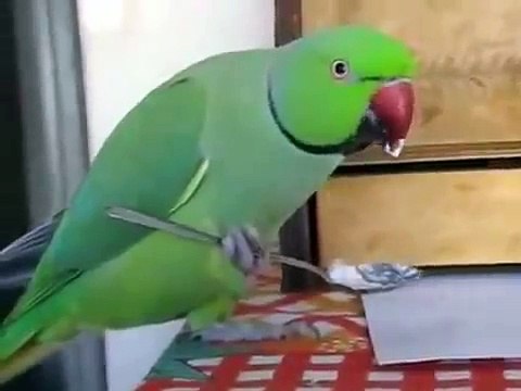 Parrot mange comme un homme. Parrot manger à la cuillère