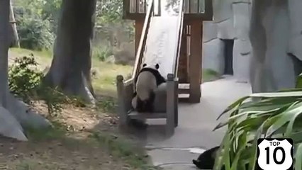 Pandas aime aussi avoir du plaisir. Tour de panda drôle sur les montagnes russes