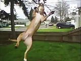 Chien attaque un arbre. Funny dog attrapa la branche d'un arbre