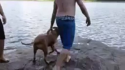 Chien de sauvetage. Funny dog nage pour l'hôte