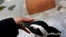 Penguins croquis. pingouins drôles