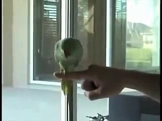 Parrot effectuant des tours. Perroquet intelligent indienne
