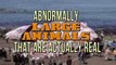 Abnormally Large Animals That Are Actually Real