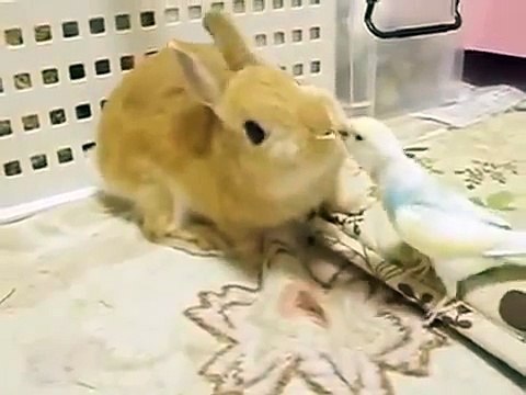 Попугай дружит с кроликом. Забавный кролик и попугай