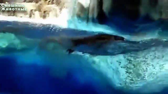 Падающие пингвины. Смешные пингвины