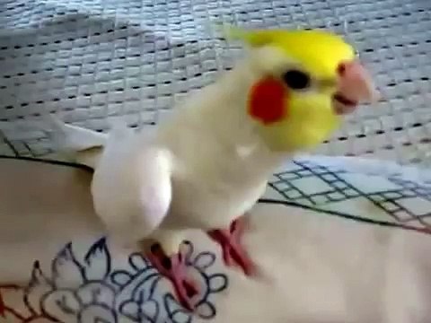 Попугай красиво свистит. Смешной попугай