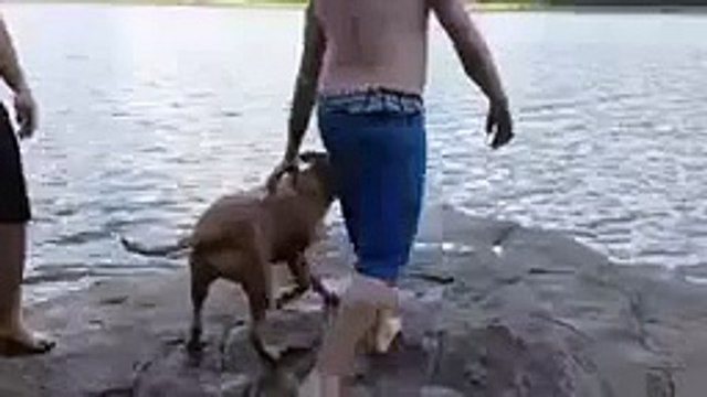 Пёс-спасатель. Смешной пёс плывёт за хозяином