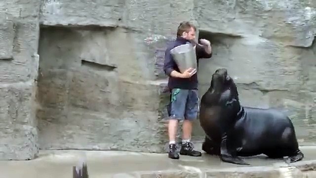 Поделись рыбкой, друг. Смешные тюлени и морские котики