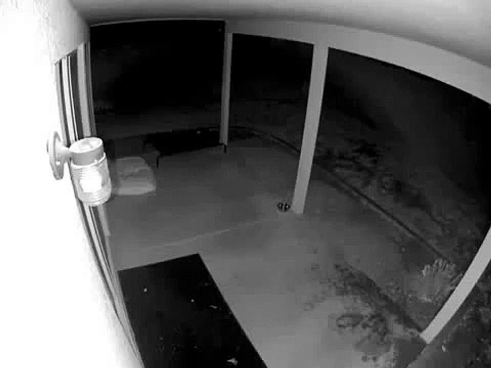 勢い余って脳震盪になるほど頭をぶつける犬
