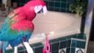 Попугаи ара моются под душем. Смешные попугаи любят воду
