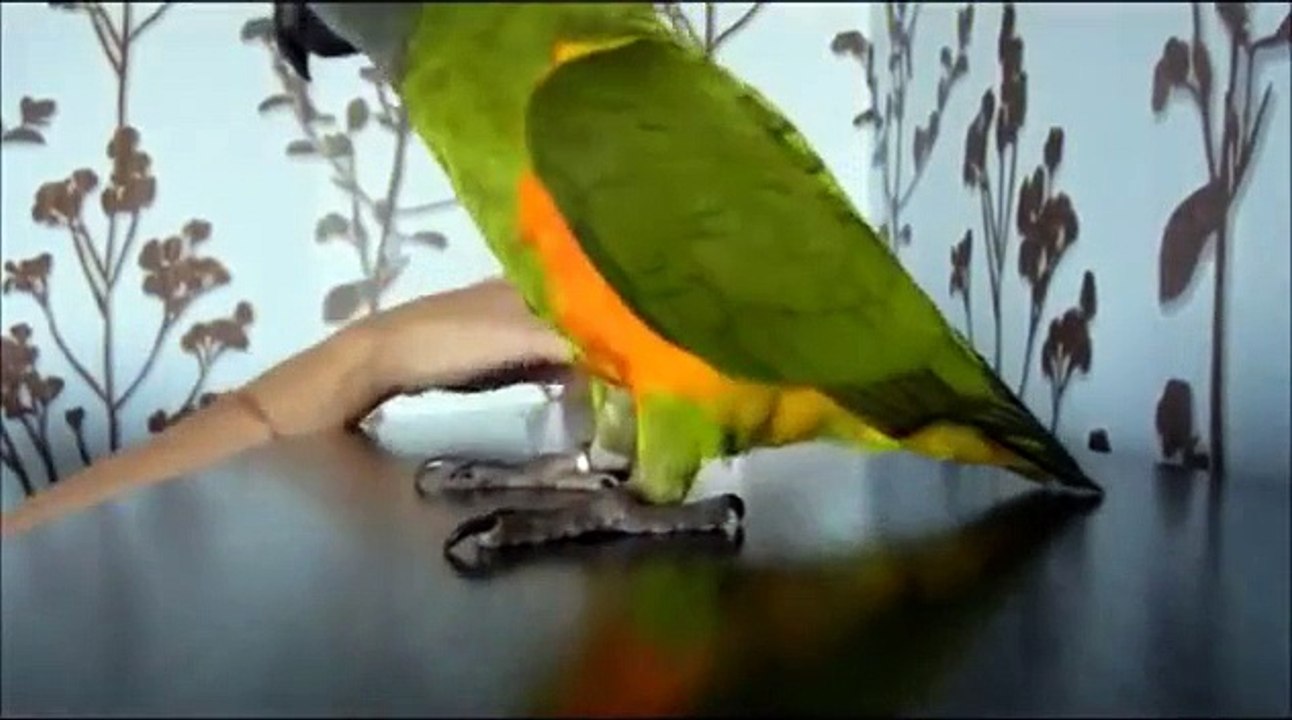 Попугай висит на одной ноге. Сенегальский попугай