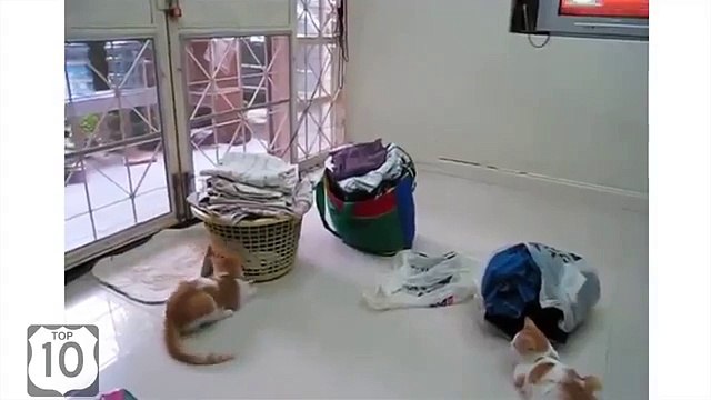 Попугай гоняет котов. Прикольный попугай корелла носится за кошками