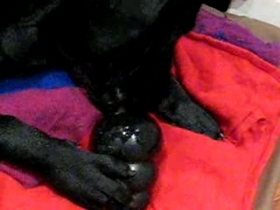 Kongs