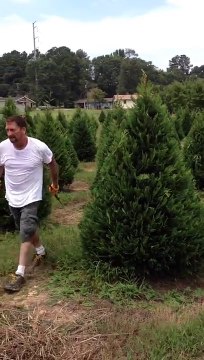 Tailler un sapin avec des sabres japonais