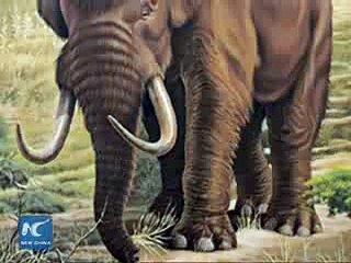 6-million-year-old mastodon skull found in SW China  2015