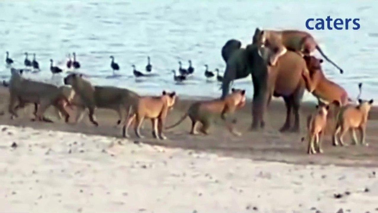 Young Elephant Fends Off Attack by 14 Lions