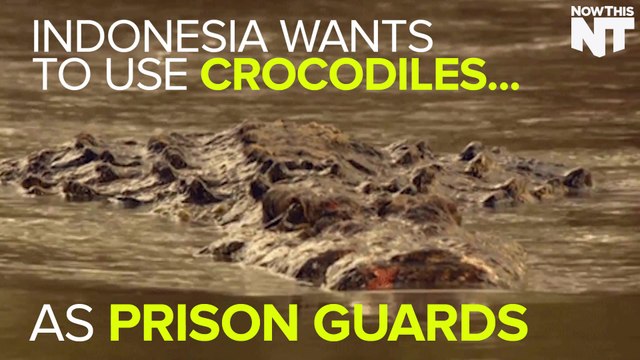 Indonesia Wants To Use Crocodiles As Prison Guards