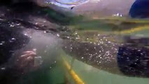 Des plongeurs en cage attaqués par un requin blanc