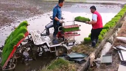 South Korean Rice Planting HD