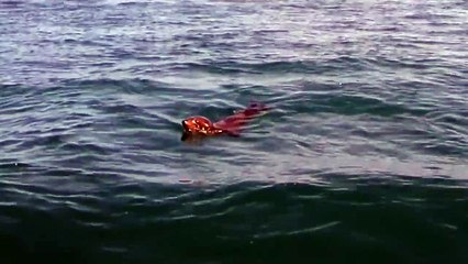 Une otarie grimpe sur une baleine pour faire un petit tour!