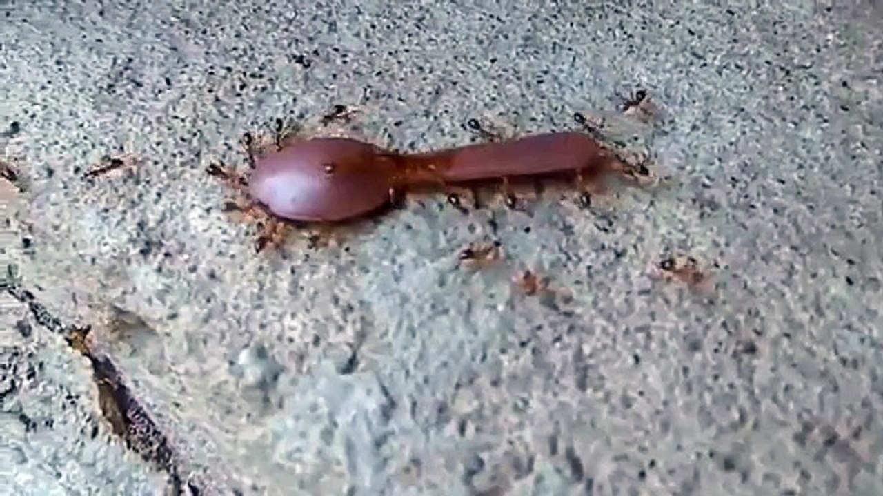 Ants stealing a spoon