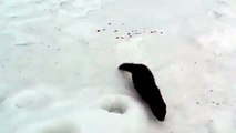 Mink winter steals fish